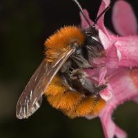 2008 (4) APRIL - Tawny Mining Bee 